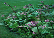 Bergenia cordifolia