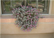 Sedum sieboldii