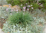 Tulbaghia violacea