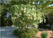 Brugmansia X candida