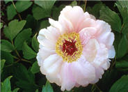 Goddess of Mt. E Mei  Tree Peony