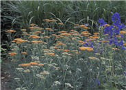 Achillea millefolium 'Terra Cotta'
