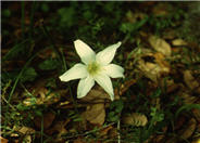 Zephyranthes atamasco