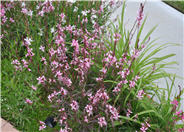 Gaura lindheimeri 'Whirling Butterflies'
