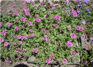 Verbena peruviana 'Temari Violet'