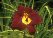 Hemerocallis 'Acapulco Night'