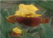 Iris Bearded 'All That Jazz'