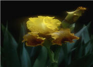Iris Bearded 'Bengal Tiger'