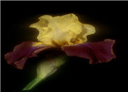 Iris Bearded 'Blatant'