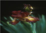 Iris Bearded 'Paprika Fonos'