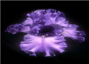 Iris Bearded 'Sea of Joy'