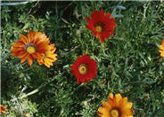 Gazania species