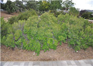 Baccharis pilularis 'Pigeon Point'