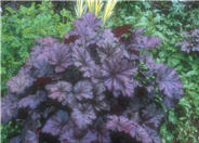 Heuchera 'Amethyst Mist'