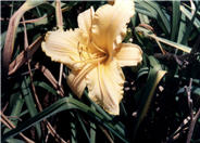 Hemerocallis 'Bahia'