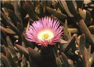 Carpobrotus chilensis