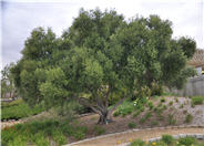Olea europaea