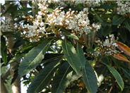 Eriobotrya japonica