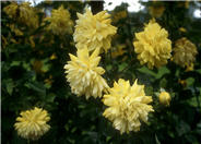 Rosa 'Golden Showers'