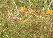 Nassella pulchra
