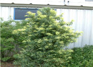 Podocarpus henkelii