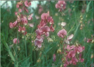 Lathyrus odoratus