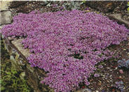 Thymus praecox arcticus