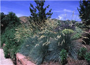 Helictotrichon sempervirens
