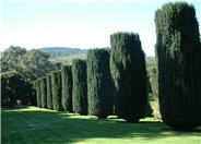 Taxus baccata 'Fastigiata'