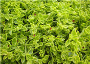 Aptenia X cordifolia 'Red Apple'