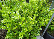 Buxus microphylla japonica