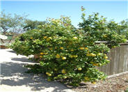 Citrus meyeri 'Improved'