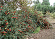 Cotoneaster lacteus