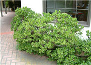Crassula ovata
