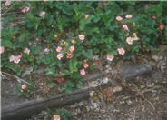 Fragaria 'Pink Panda'