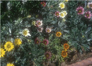 Gazania hybrids