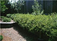 Arctostaphylos  'Emerald Carpet'