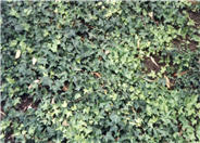 Hedera helix 'Hahns'