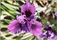 Iris Pacific Coast Hybrid 'Lavender Blue