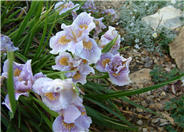 Iris Pacific Coast Hybrids