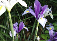 Iris xiphium