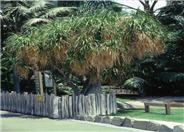 Nolina recurvata
