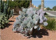 Opuntia macrocentra 'Tubac'