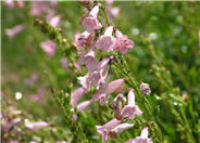Penstemon hybrids 'Apple Blossom'