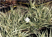 Phormium cookianum 'Cream Delight'