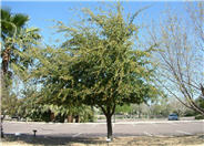 Quercus virginiana