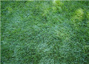 Festuca arundinacea 'Marathon'