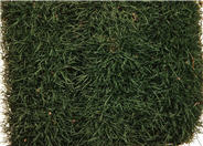 Zoysia tenuifolia