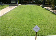 Zoysia 'De Anza'