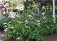 Hydrangea quercifolia
